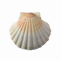 Coquille saint jacques marie therese guerreiro voyance montpellier