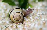 Rever d escargot signification marie therese guerreiro medium voyante