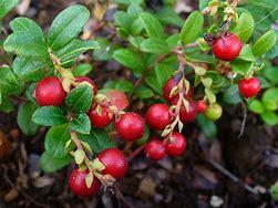 Vaccinum vitis idaea menaupose marie therese voyance montpellier